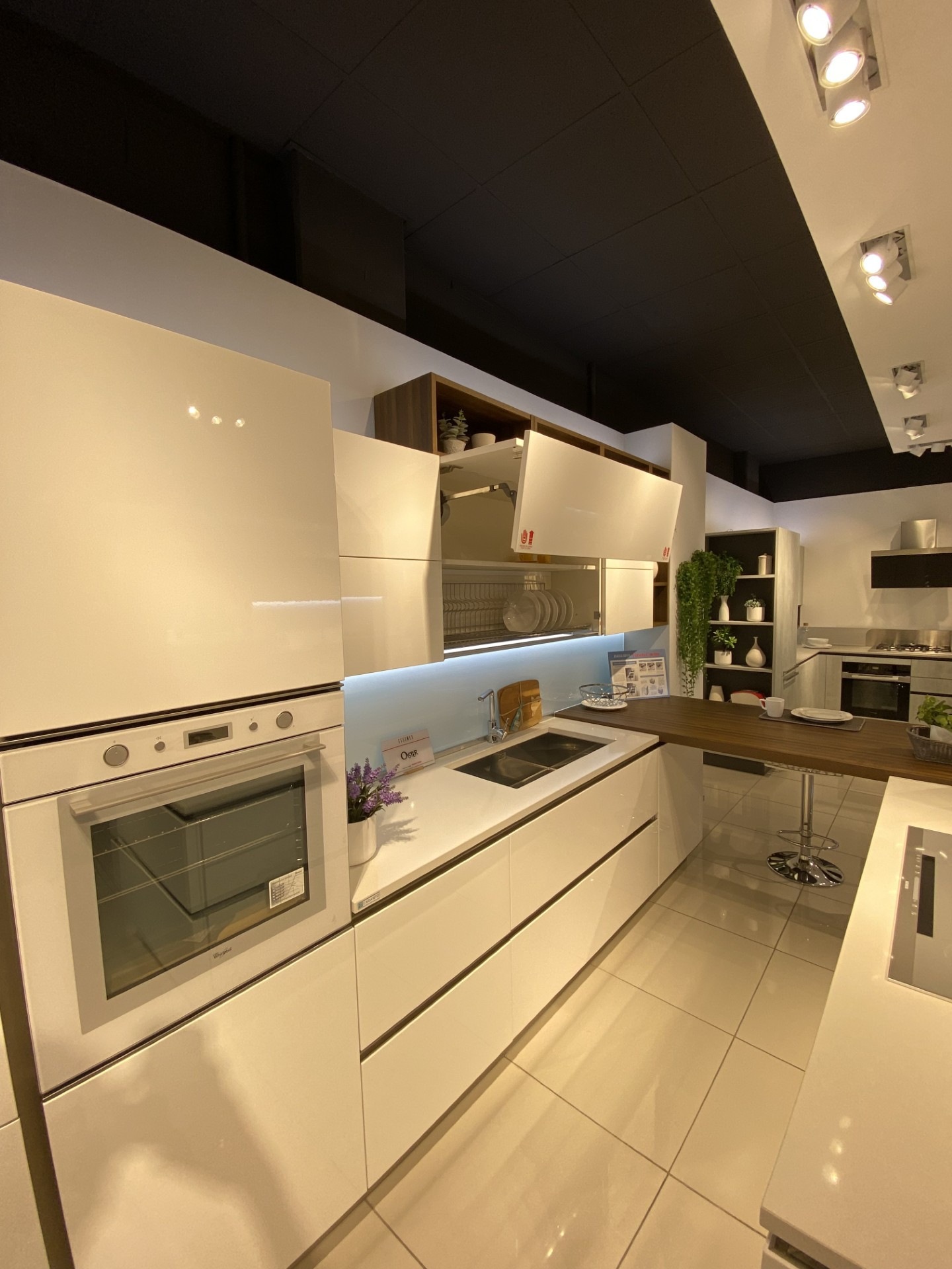 OYSTER LUCIDA - Image